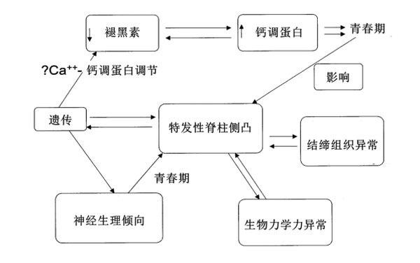 特发性脊柱侧凸病因